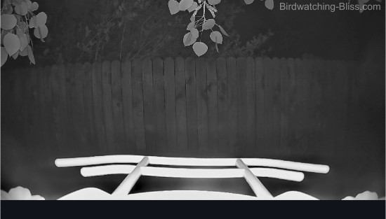 night vision smart bird feeder