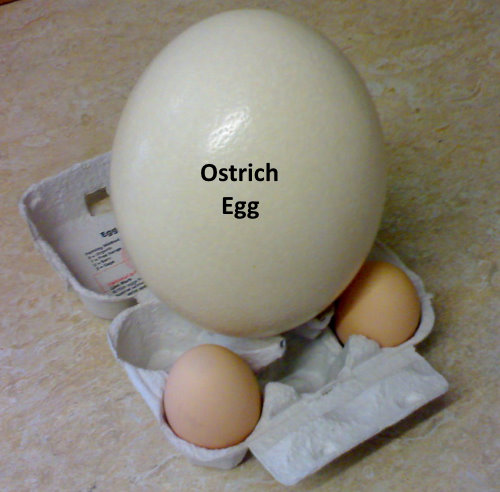 ostrich egg compared to chicken egg size