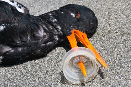 It's a Shame These Birds Had To Die. Even String Can Kill