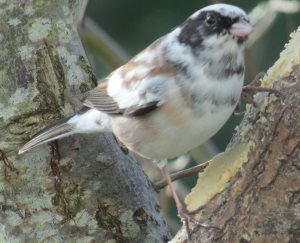 leucistic or partial albino Oregon Junco
