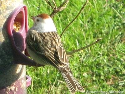 partial albino or leucistic chipping sparrow