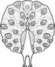 Peacock bird coloring pictures