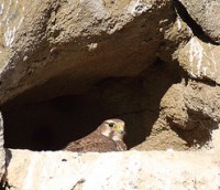 prairie falcon nest cliff