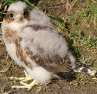 Prairie Merlin Chick