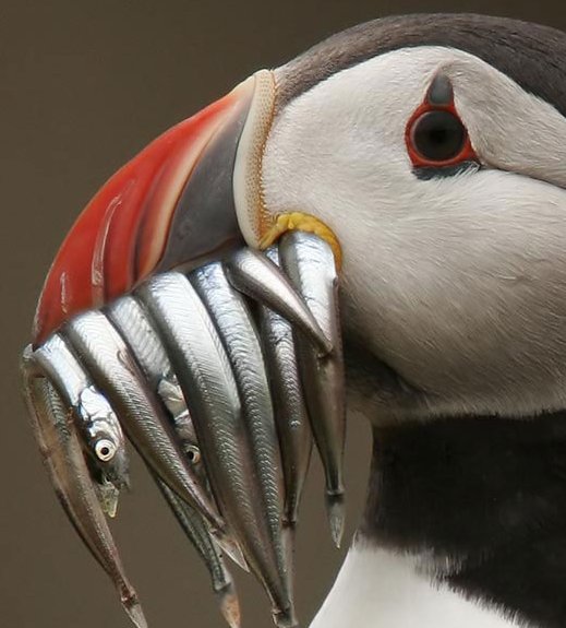 Atlantic puffin with fish in bill