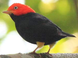 Gnaven Relativ størrelse nudler Red-capped Manakin - The Moonwalking Bird