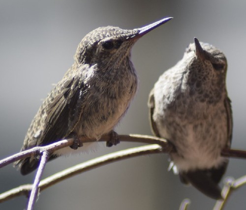 ruby-throated Hummingbird fledglings