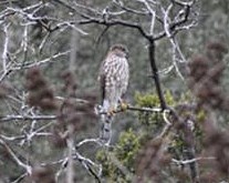 how to ID a Sharp-shinned Hawk from a Cooper's Hawk