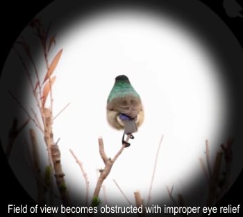 birding scopes summary