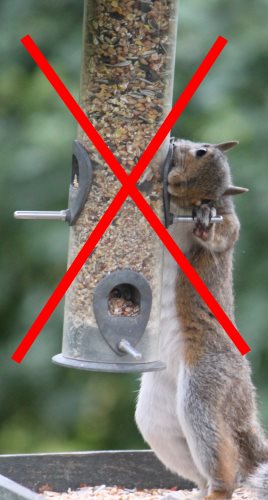 Best Squirrel Proof Bird Feeder Review 2018 Squirrel Proof Bird Feeder Fail