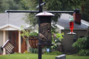squirrel proof pole with feeders