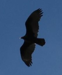 Turkey Vulture bird ID from below