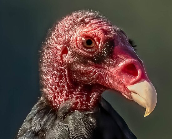 turkey vulture bald head