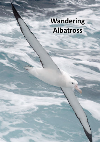wandering albatross wingspan