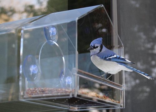 chicken feeders with respect to cardinals