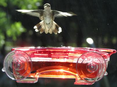 window hummingbird feeder