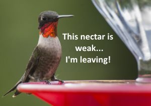 Hummingbird Food Recipe Make Your Own Nectar