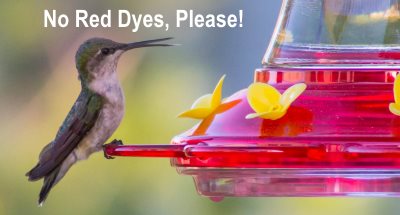 Hummingbird Food Recipe: Make Your Own Nectar