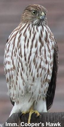 Coopers Hawk Vs Sharp Shinned Hawk Identification Coopers Hawk Vs Sharp Shinned Hawk Identification