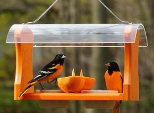 Best Oriole Feeder For Nectar Jelly And Fruit