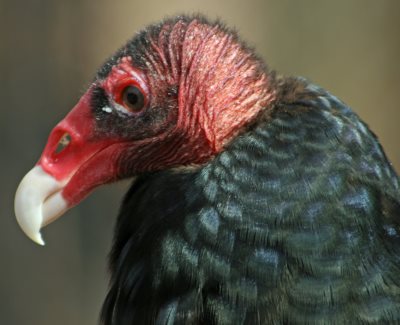 what is turkey vulture called in spanish what is turkey vulture called in spanish