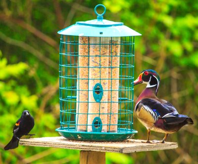 Qualtiy Wild Bird Seed What S Best