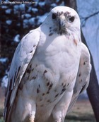 Albino Red-tailed hawk.jpg
