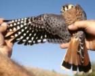Male American Kestrel