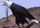 Bald Eagle Adult