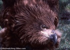 Bald Eagle Juvenile