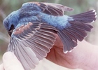 Blue Grosbeak