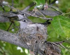 Broad-tailed Hummingbird