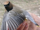 Cedar Waxwing