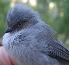 Common Bushtit