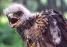 Common Buzzard