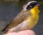 Common Yellowthroat