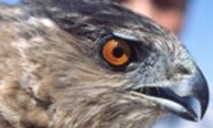 Cooper's Hawk