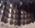 Cooper's Hawk molting secondary feathers
