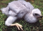 European Goshawk chick