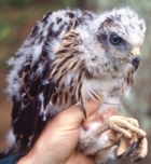European Goshawk chick