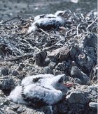 Ferruginous hawk chicks