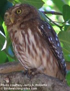 Burrowing Owl