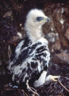 Golden Eagle