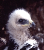 Golden Eagle chick