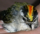 Golden-crowned Kinglet