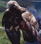 Golden Eagle