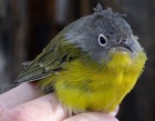 Nashville Warbler