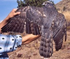 Northern Goshawk adult molting
