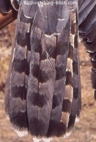 Northern Goshawk molting tail