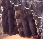 Northern Goshawk molting wing